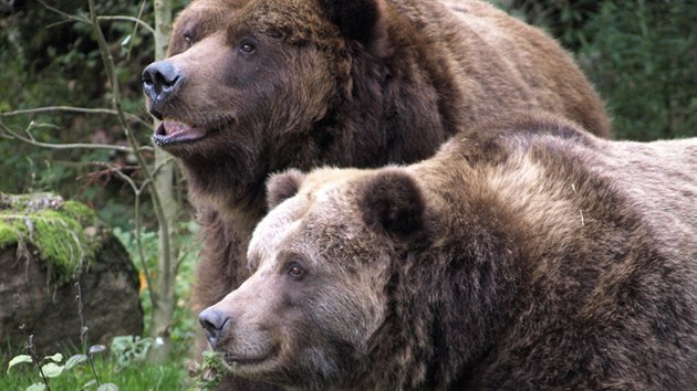 Medvědi grizzly, kteří žili v děčínské zoo.