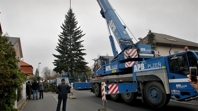 Vánoční strom, který bude zdobit náměstí Republiky v Plzni, pochází od soukromého dárce. (12. 11. 2018)