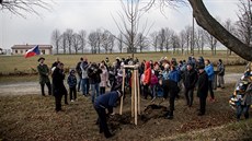 Staré stromy v historické lipové aleji v Radkov na Opavsku v klidu doijí. Ti...