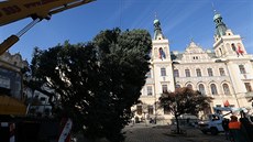 Pardubice a vánoní strom