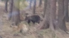 Medvěd v oblasti beskydské hory Smrk na Frýdecko-Místecku. (15. listopadu 2018)