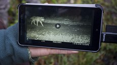 Jedna z fotopastí zaznamenala v Beskydech výskyt vlka.