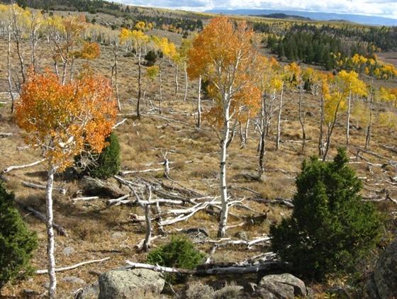 Les Pando v americkém Utahu tvoí pes 47 tisíc kmen topolu osikovitého, které...