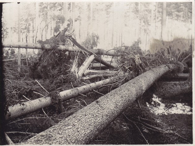Po kalamit v roce 1930 pilo ársko o velkou ást les.