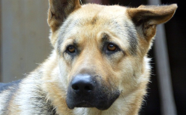 Policista nechal služebního psa zavřeného v autě, čtyřletý Axel uhynul