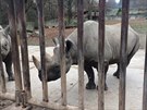 Dvorsk zoo vrt do Afriky nosoroce