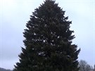 Vnon strom pro Prahu je z Liberecka
