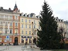 Karlovy Vary maj svj vnon strom