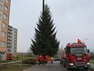 Letonm vnonm stromem v Jihlav bude smrk ztepil ze Zimn ulice v Hornm...