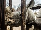 Zoo ve Dvoe Krlov pole nosoroce ern do Rwandy. Na snmku vlevo Jasiri.