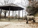 Zoo ve Dvoe Krlov pole nosoroce ern do Rwandy. Na snmku Jasiri.