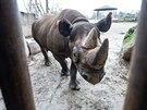 Zoo ve Dvoe Krlov pole nosoroce ern do Rwandy. Na snmku Manny.