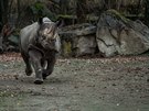 Zoo ve Dvoe Krlov pole nosoroce ern do Rwandy. Na snmku vlevo Jasmina.