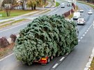 Kamion veze vánoní strom z hradeckých Malovic na Masarykovo námstí.