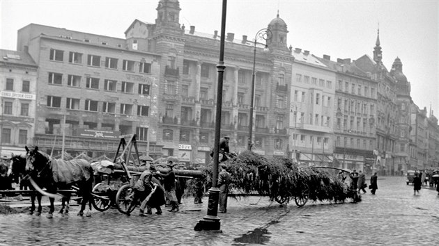 Pjezd koskho povozu s vnonm stromem na brnnsk nmst Svobody (prosinec 1947)