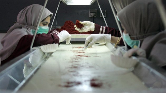 Dělnice třídí šafrán v íránské továrně Novin Saffron.