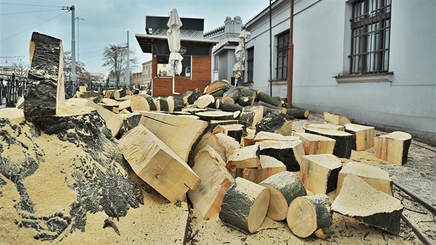 Developersk firma nechala pokcet tyi vzrostl pajasany u brnnskho hlavnho ndra, protoe brnily chystan rekonstrukci budovy. Podle radnice mstsk sti Brno-sted dolo k odstrann strom neoprvnn.