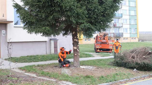 Letonm vnonm stromem v Jihlav bude smrk ztepil ze Zimn ulice v Hornm Kosov. Pracovnci Slueb msta Jihlavy ho uzli, naloili na kamion a vztyili na Masarykov nmst. Rozsvcen bude v nedli v podveer.