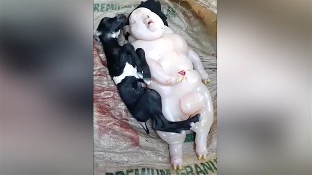 Koza porodila netvora, který vypadá jako napůl člověk a napůl prase