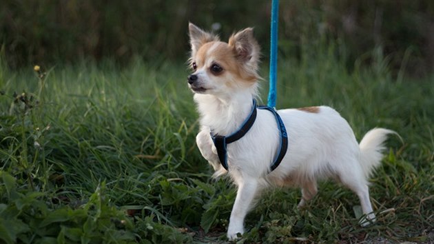 Jeden z týraných psů nalezený v množírně v Plzni a v Sedlci. Nyní je na prodej.