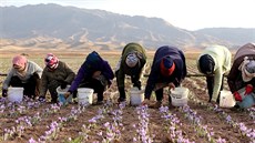 Ženy sbírají květy šafránu v íránské provincii Chorásáne.