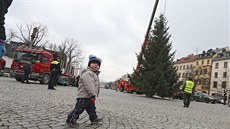 Letoním vánoním stromem v Jihlav bude smrk ztepilý ze Zimní ulice v Horním...