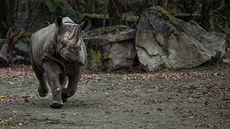 Zoo ve Dvoe Králové pole nosoroce erné do Rwandy. Na snímku vlevo Jasmina.