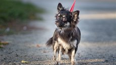 Jeden z týraných ps nalezený v mnoírn v Plzni a v Sedlci. Nyní je na prodej.