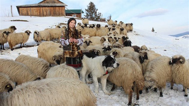 Bucovina při vykonávání svého tradičního zaměstnání – hlídání stád ovcí v rumunských horách