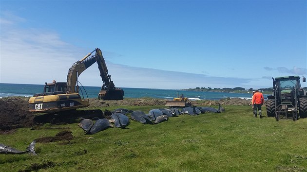 Na Novm Zlandu zahynulo dalch 51 kulohlavc, kte uvzli na pli odlehlch Chathamskch ostrov. (30. listopadu 2018)