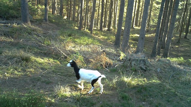 Neohrožená koza. Poprvé ji strážci národního parku zaznamenali 20. srpna. Fotopast ji zachytila naposledy 18. listopadu.