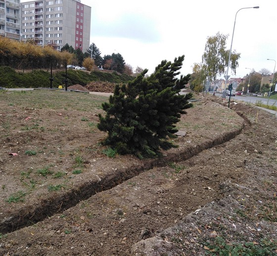 Stav borovice na konci íjna.