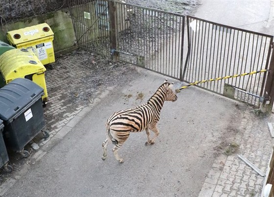 Kolem samce oetovatelé rozestavli kontejnery. Vystresované zvíe i pod...