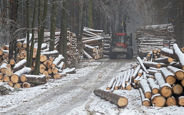 Stát chce zjednodušit povinnosti vlastníků lesů. Budou nemocné, varují ochránci