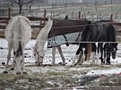 kvli ustájeným koním pijídla na farmu v noci spousta lidí, kteí pomáhali s...