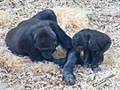 Novou tpku samice vítají, gorilí samci si na ni radji berou bakory.