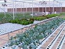 Uprosted saúdskoarabské pout pstují rajata díky hydroponickým farmám