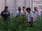 Uprosted saúdskoarabské pout pstují rajata díky hydroponickým farmám