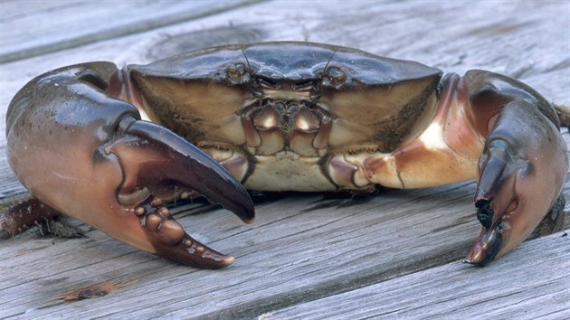 Terčem floridských sběračů je zejména krab kamenitý.