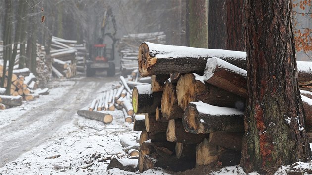 V lesích kolem Jihlavy je poslední měsíce rušno (na snímku práce u Lesnova). Lesníci těží dřevo napadené kůrovcem. Práce je však čeká i v městských parcích. I tam se kůrovec přesunul.