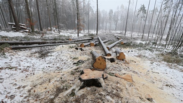 V lesích kolem Jihlavy je poslední měsíce rušno (na snímku práce u Lesnova). Lesníci těží dřevo napadené kůrovcem. Práce je však čeká i v městských parcích. I tam se kůrovec přesunul.