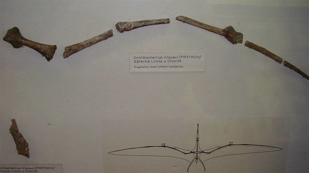 Odlitek pvodnho nlezu kosternch fragment pedn konetiny jedinho dosud znmho eskho ptakojetra druhu Cretornis hlavaci.