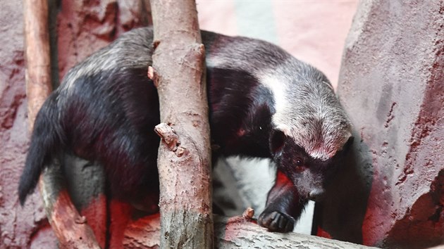 V novm pavilonu Kalahari olomouck zoologick zahrady na Svatm Kopeku u se zabydlel pr medojed kapskch  tylet samec Akin (na snmku) spolu s tletou samic Kali. (6. 12. 2018)