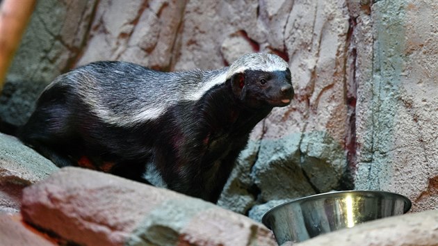 V novém pavilonu Kalahari olomoucké zoologické zahrady na Svatém Kopeku u se...