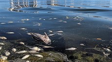 Mrtvé ryby, které podlehly rudému pílivu na plái Madeira.