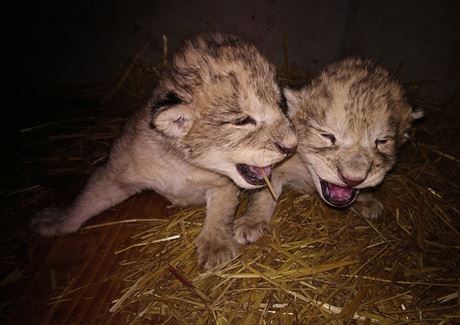 Mláata lva berberského pila v liberecké zoo na svt v noci na 14. prosince.