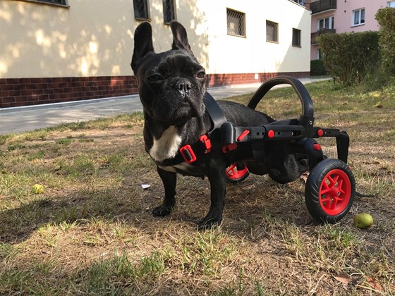 Annie. Statená fenka francouzského buldoka, která po vyheznutí ploténky...