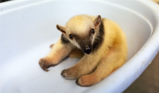 V olomoucké zoo na Svatém Kopeku se konalo váení jubilejního desátého mládte mraveneníka typrstého. Zpoátku nebylo jasné, zda peije, nyní má z porodních 460 gram u pes 1,2 kilogramu.
