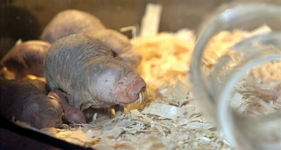 Novým exponátem a chovaným druhem v plzeské zoo je rypo lysý. Hlodavec je...