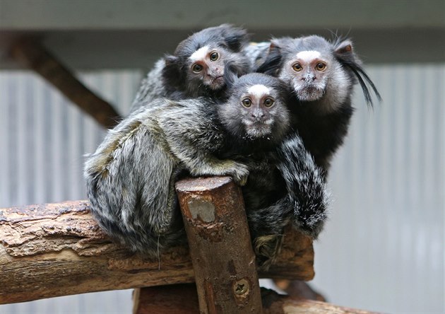 První drápkaté opiky zaala jihlavská zoo chovat v roce 1991. Tato rodina...